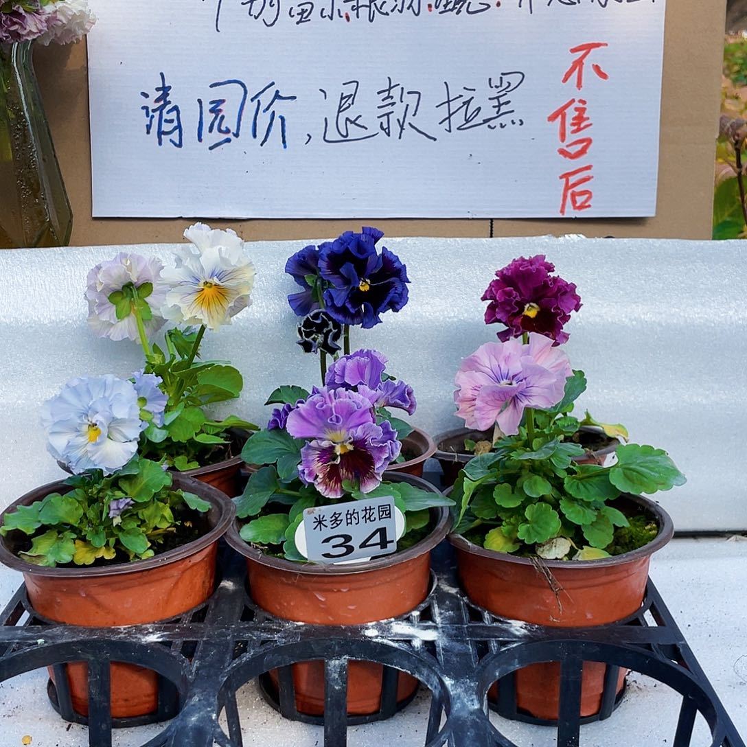 大部分花苞少量开放34