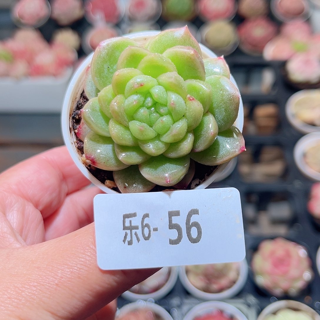 乐6-56 新品单头 