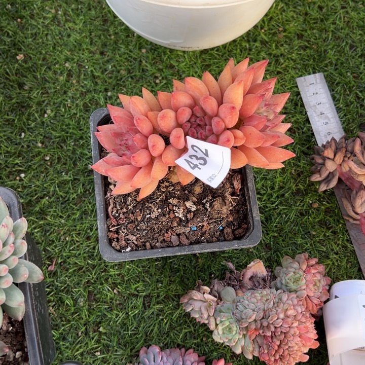 丹****染的多肉一物一拍432