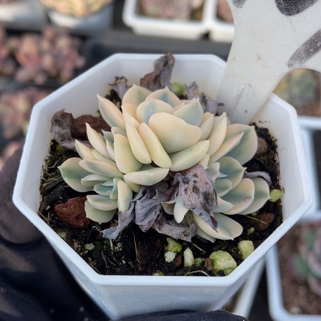 907鲁氏锦多肉植物