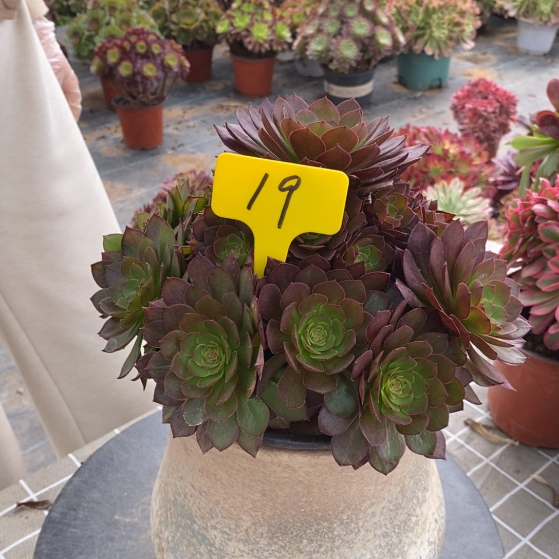 红陶自**乐19号红魔法师