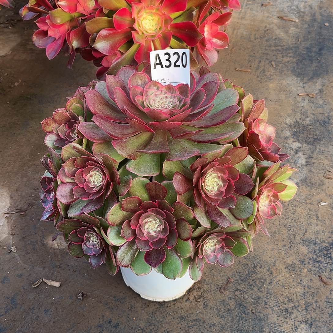 多肉植物粉花妖320多肉