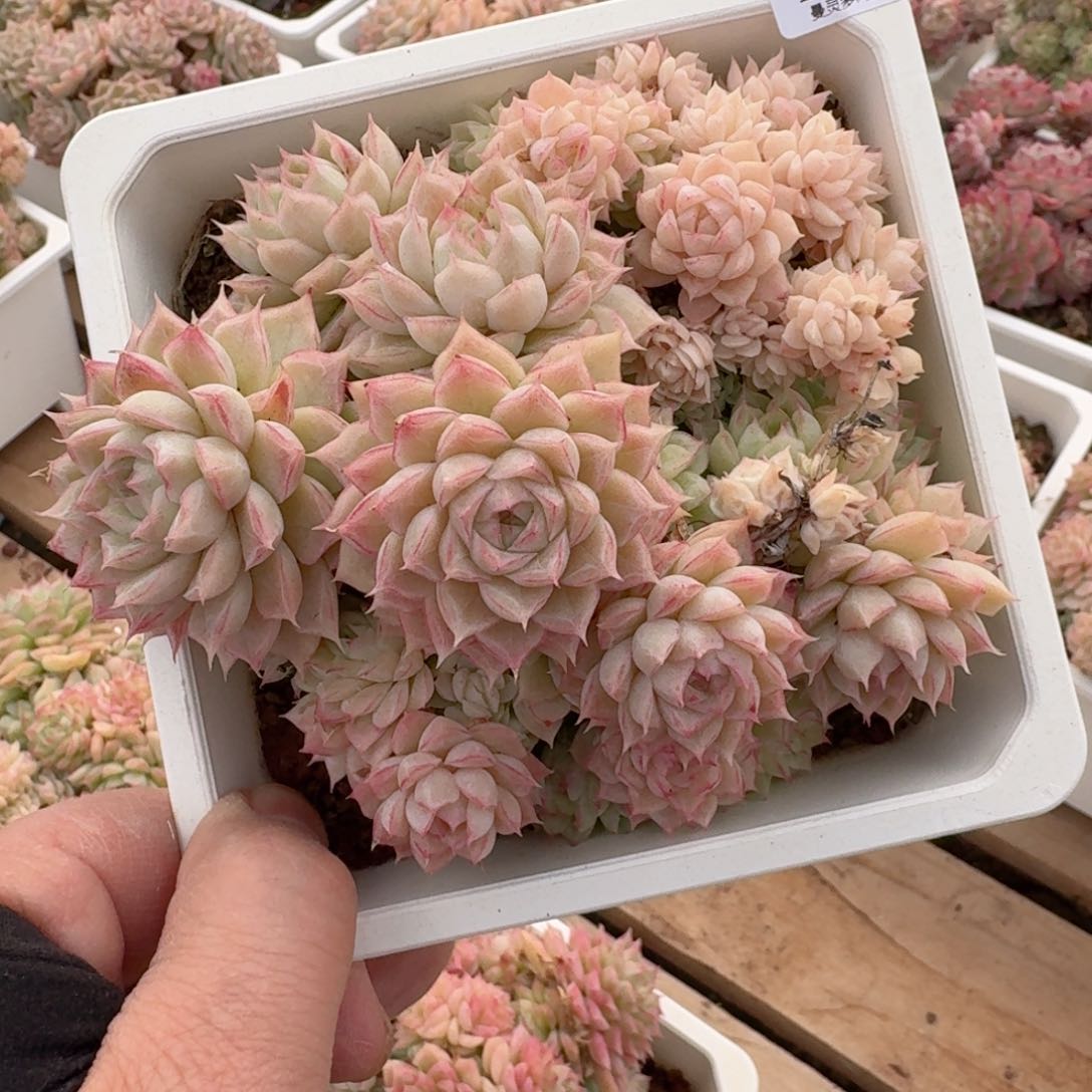 一物一拍的15039