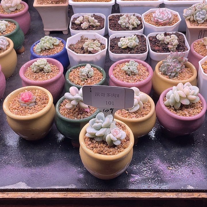 滨哥多肉M101双头糖心冰玉石化