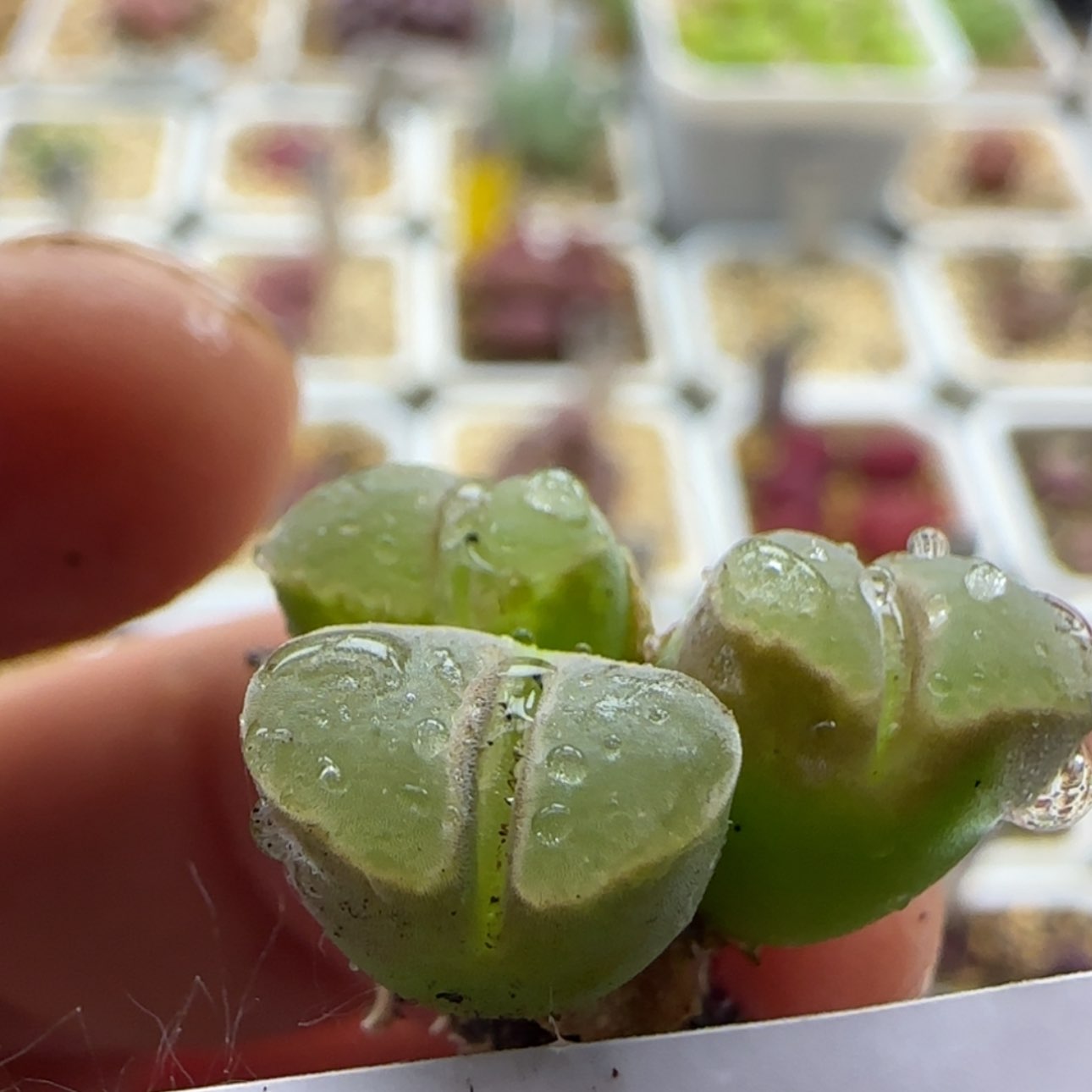 【闪购商品】12474       