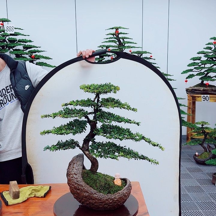 松树盆景一物一拍一物一拍