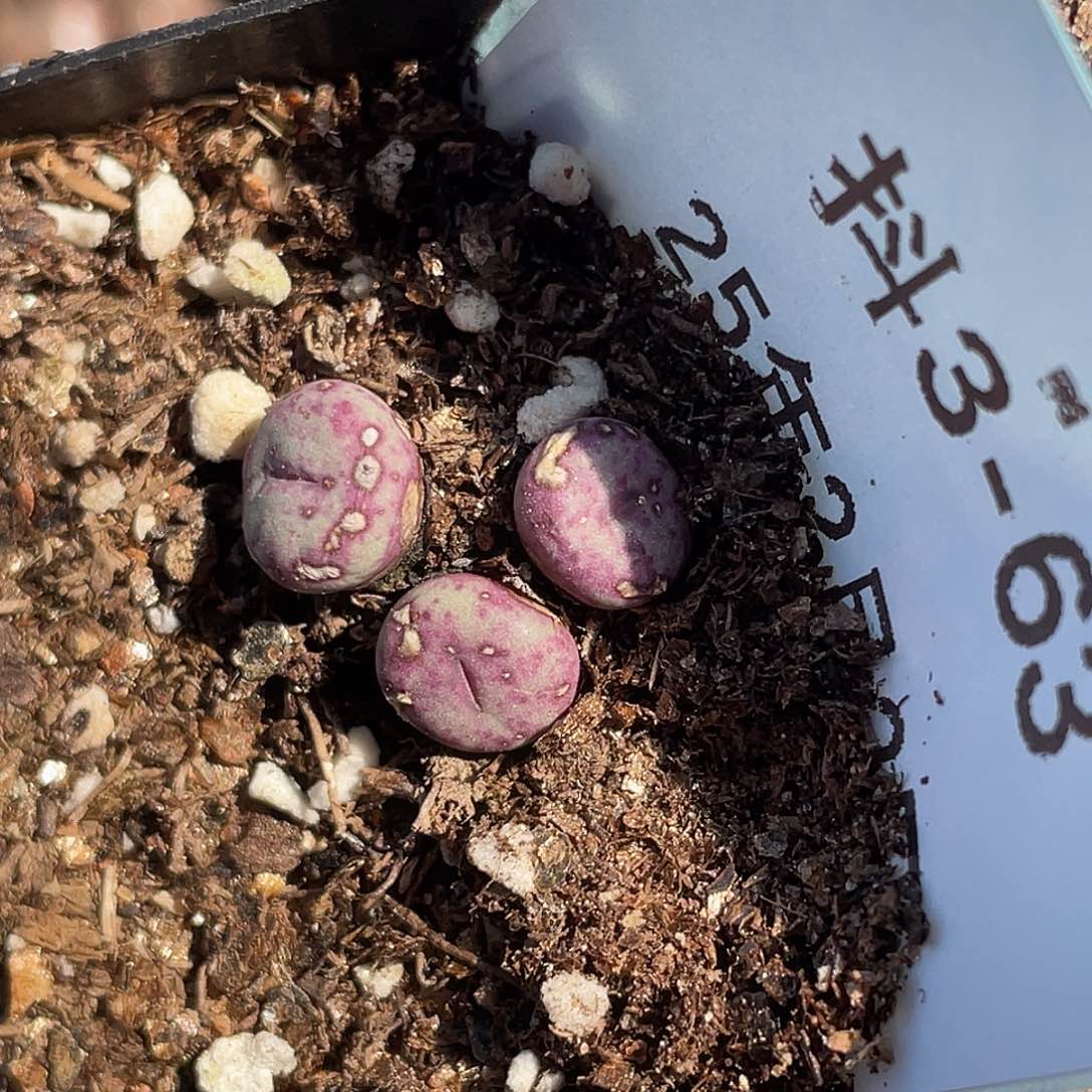 3-63嘴多肉植物肉锥