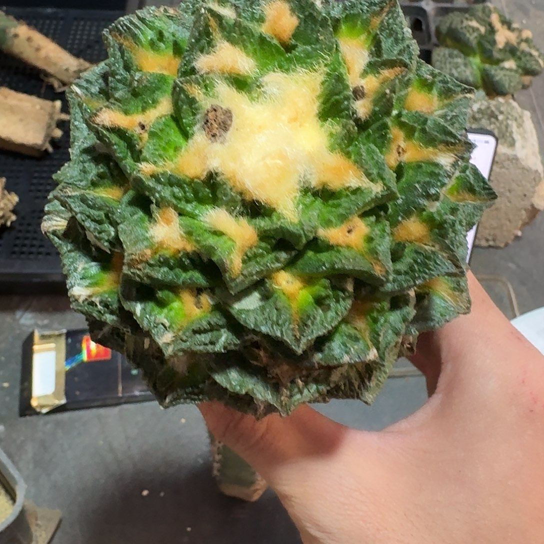 N***D393号仙人球袖蒲接的福利