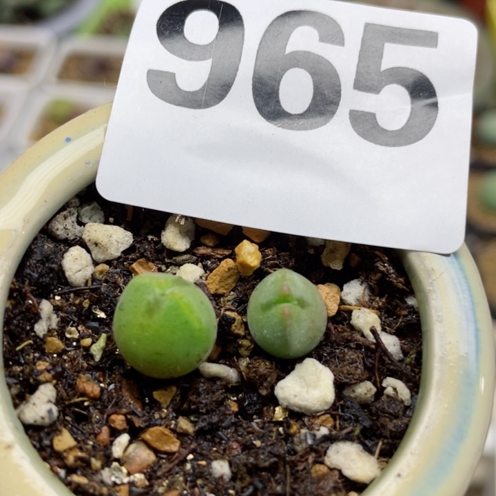 965空婵带盆两颗