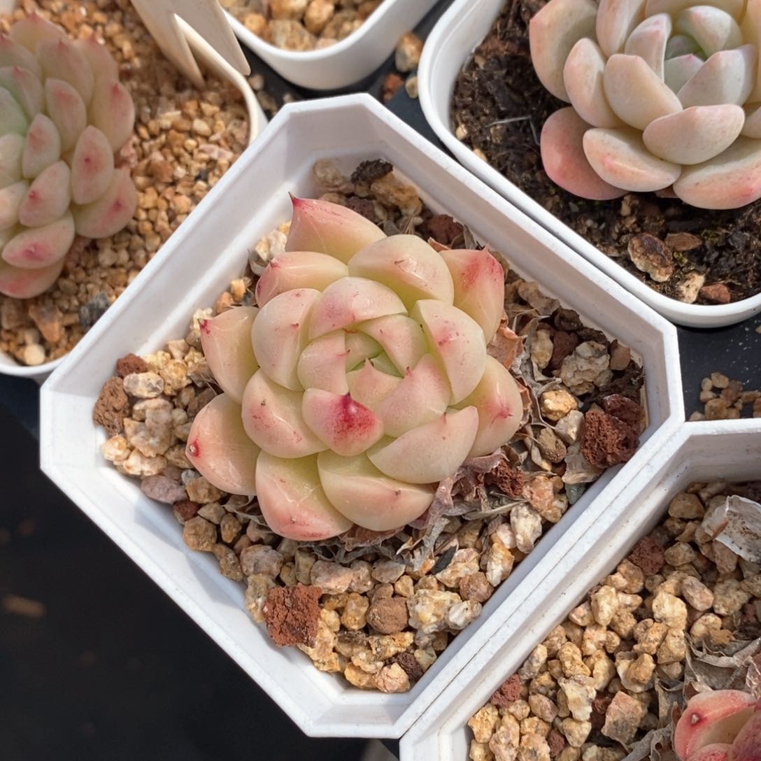 精品多肉一物拍不包整199