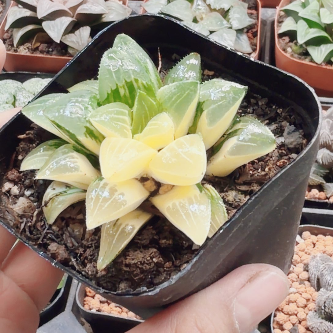 无花朵十二卷姬寿锦福利