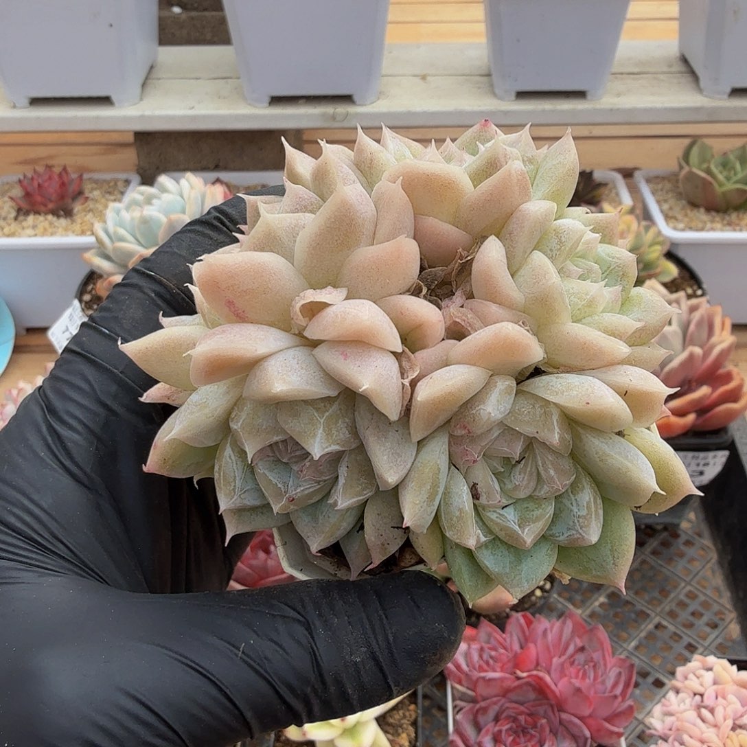 1218-87不知名群生