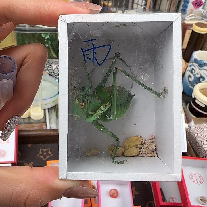****哥蟋蟀绿蝈蝈一只雨
