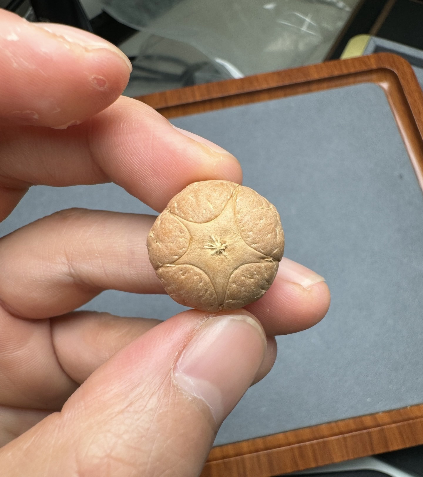 21.3*15.2五星上将菩提三通佛头凤眼三通，定制开孔非质量问题不退