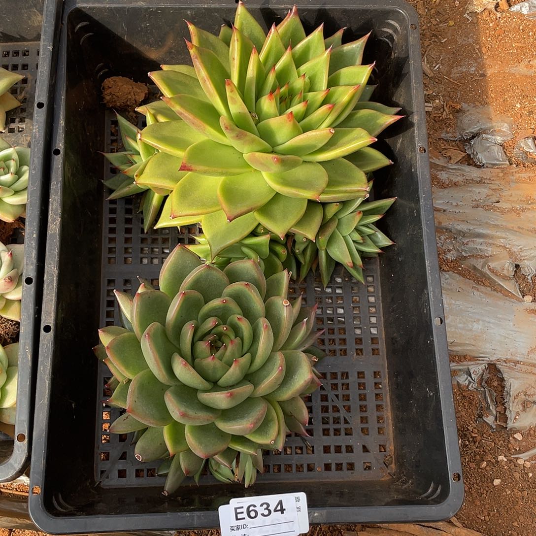 若如东云单拍E634