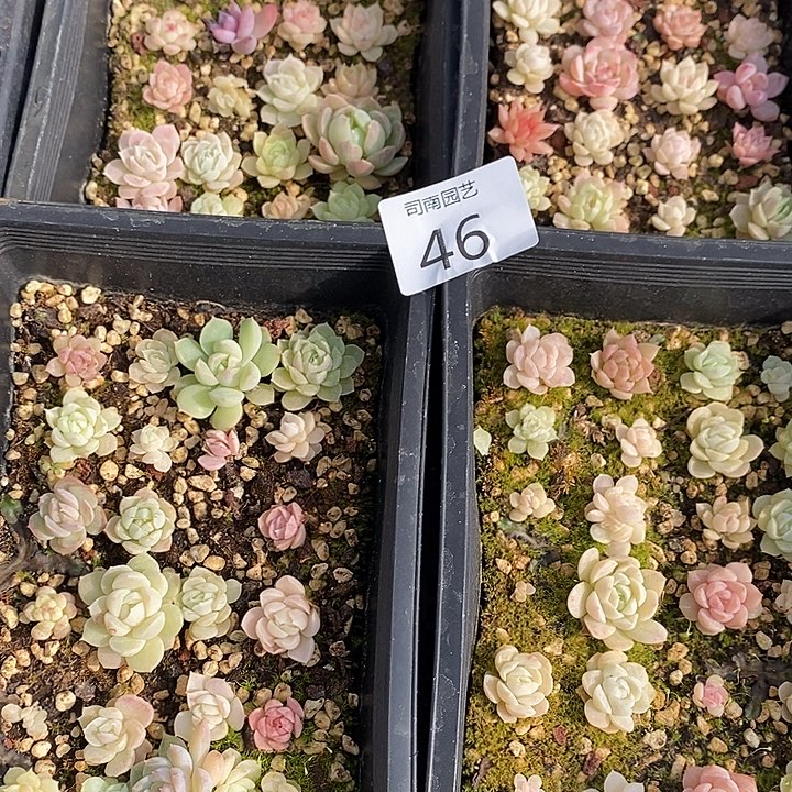 46 多肉植物盆栽花卉