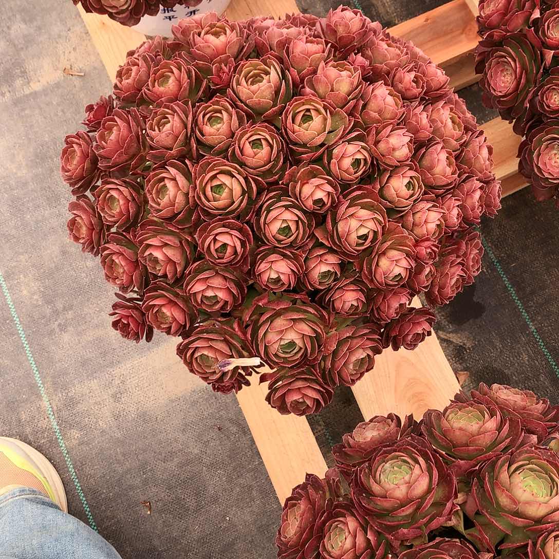 幸*法帅图片多肉植物。。。。