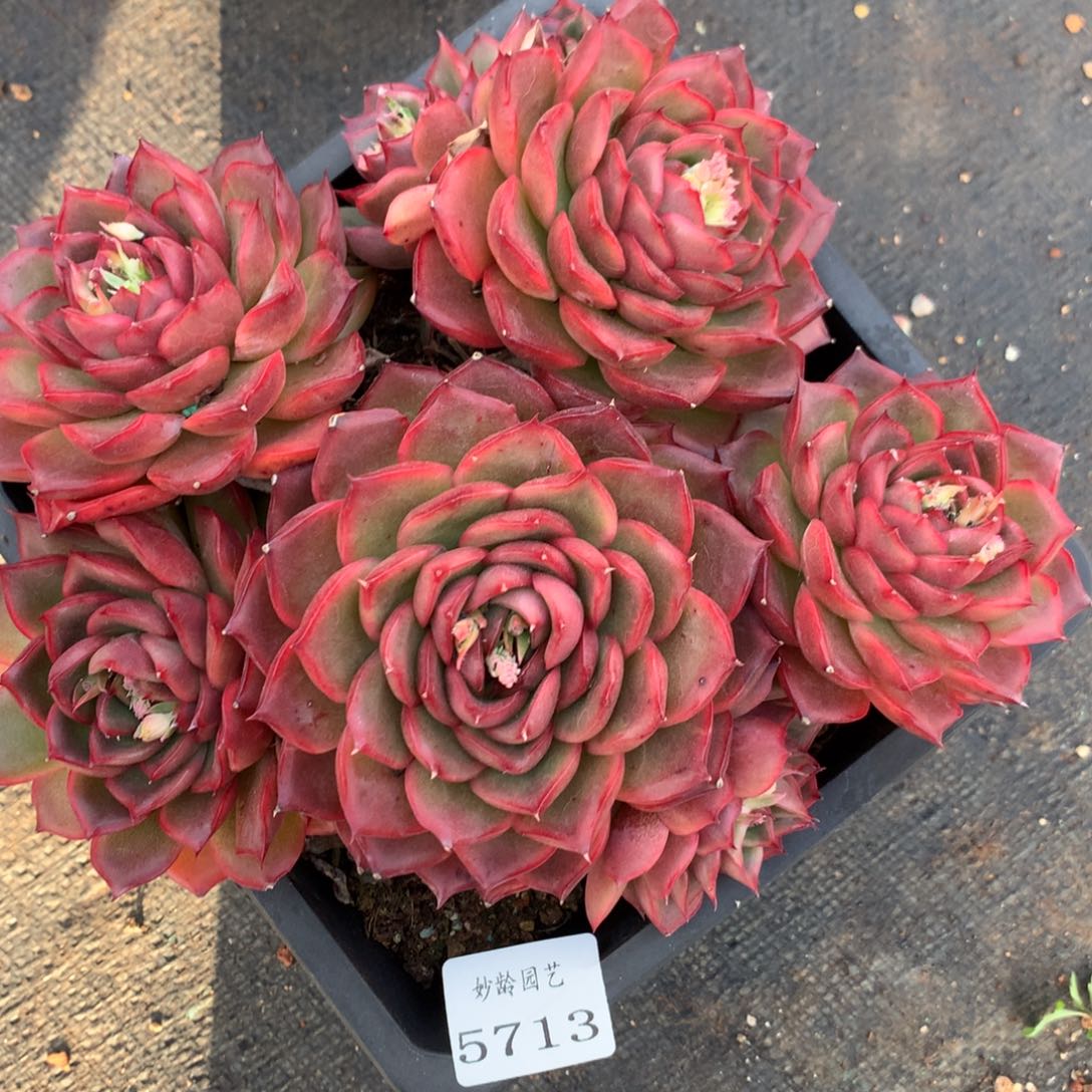 5713杂交精品基地 19厘米