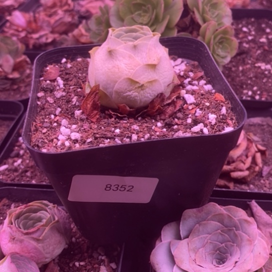 8352玫瑰玫瑰玫瑰