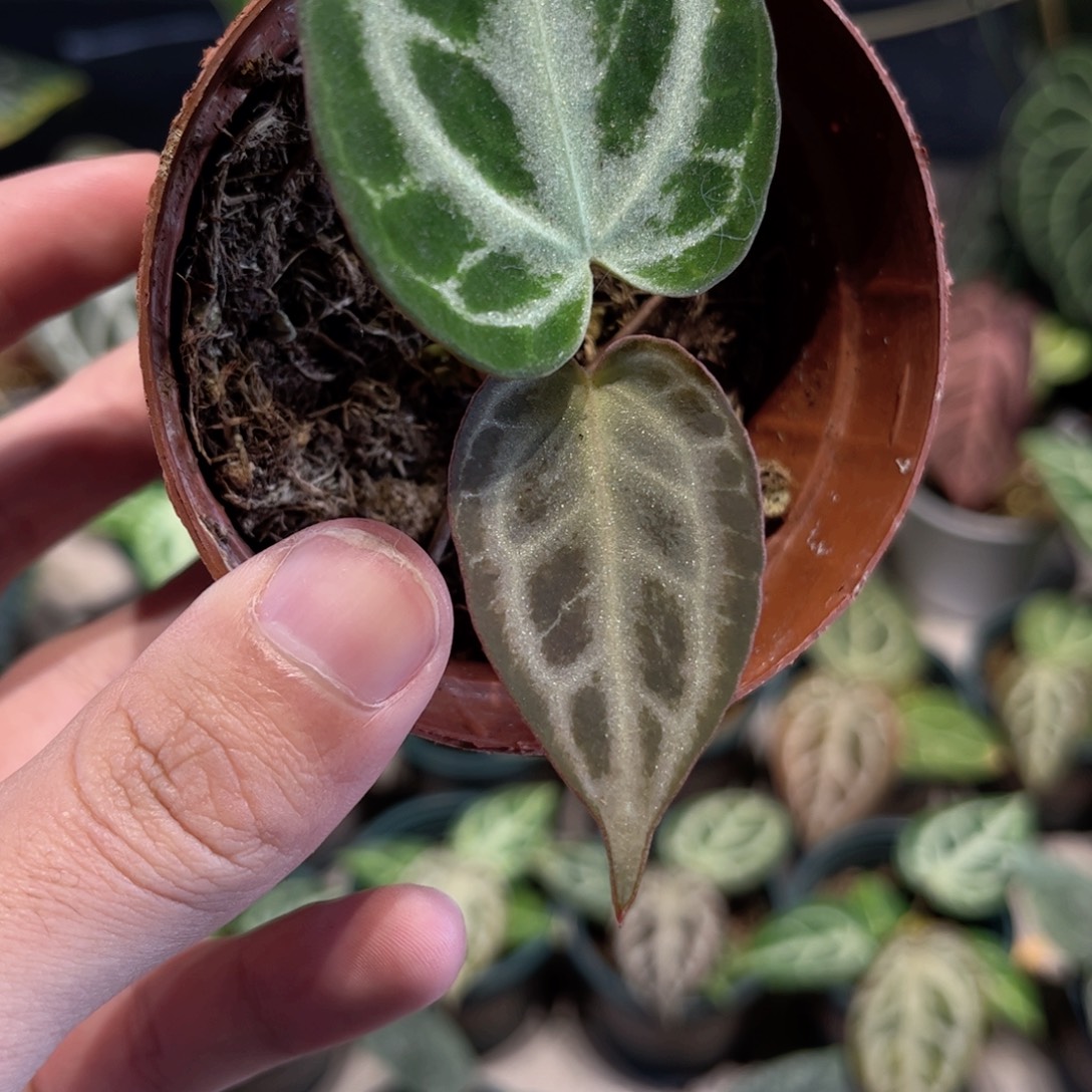 完全开放变异银刷子