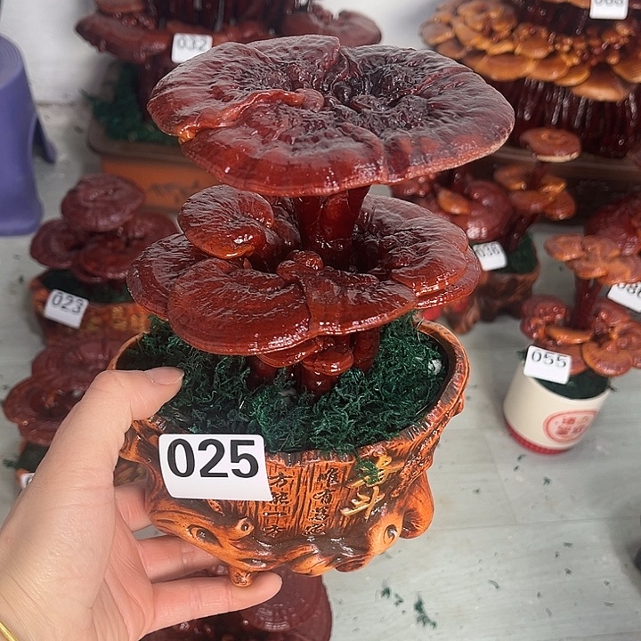 全部花朵88888888888888888888