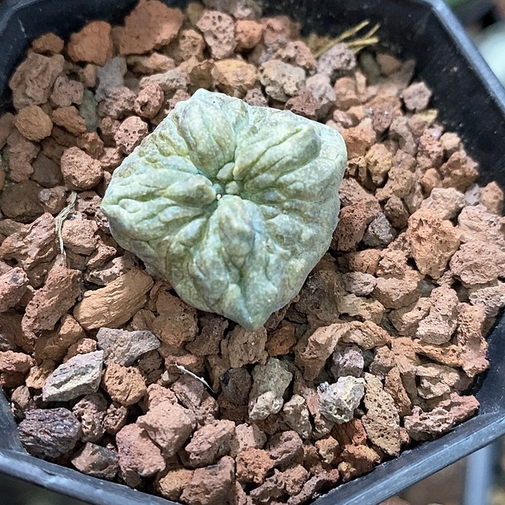 孤品实生不规则变异凝蹄玉福利2.7cm