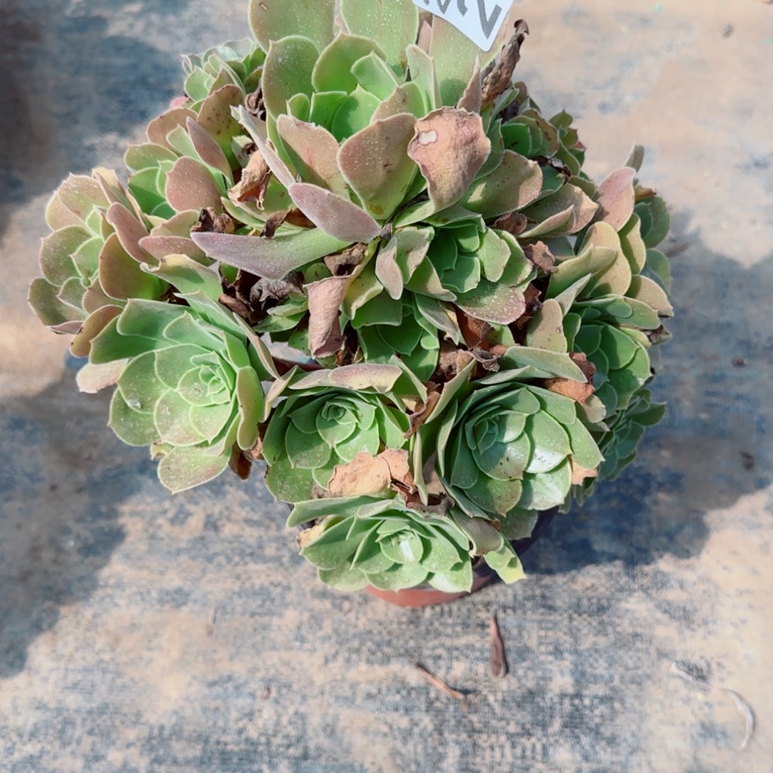 玫瑰250满20包邮断枝不包