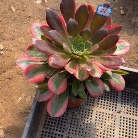 126多肉植物组合