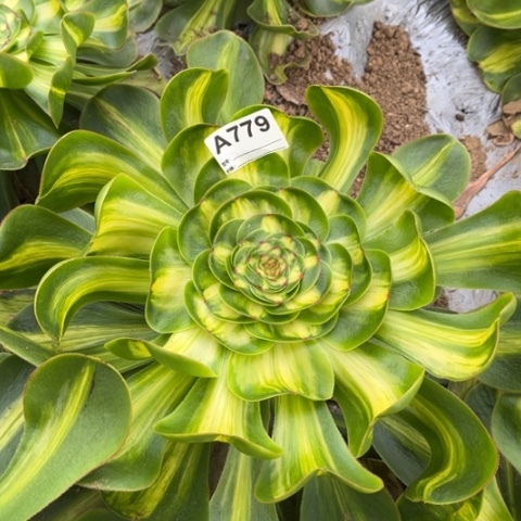多肉植物暴君单头