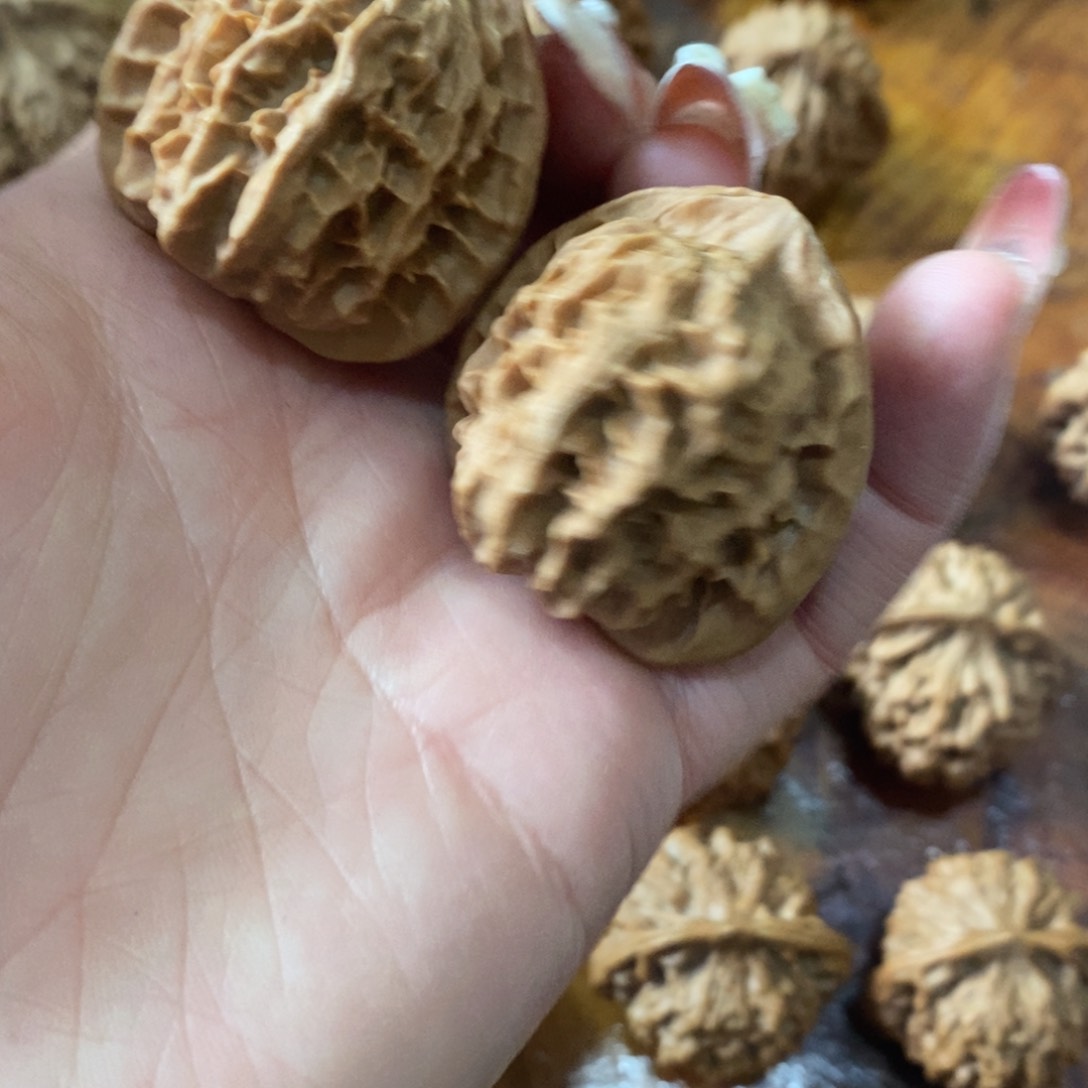 秦岭野生核桃金公子