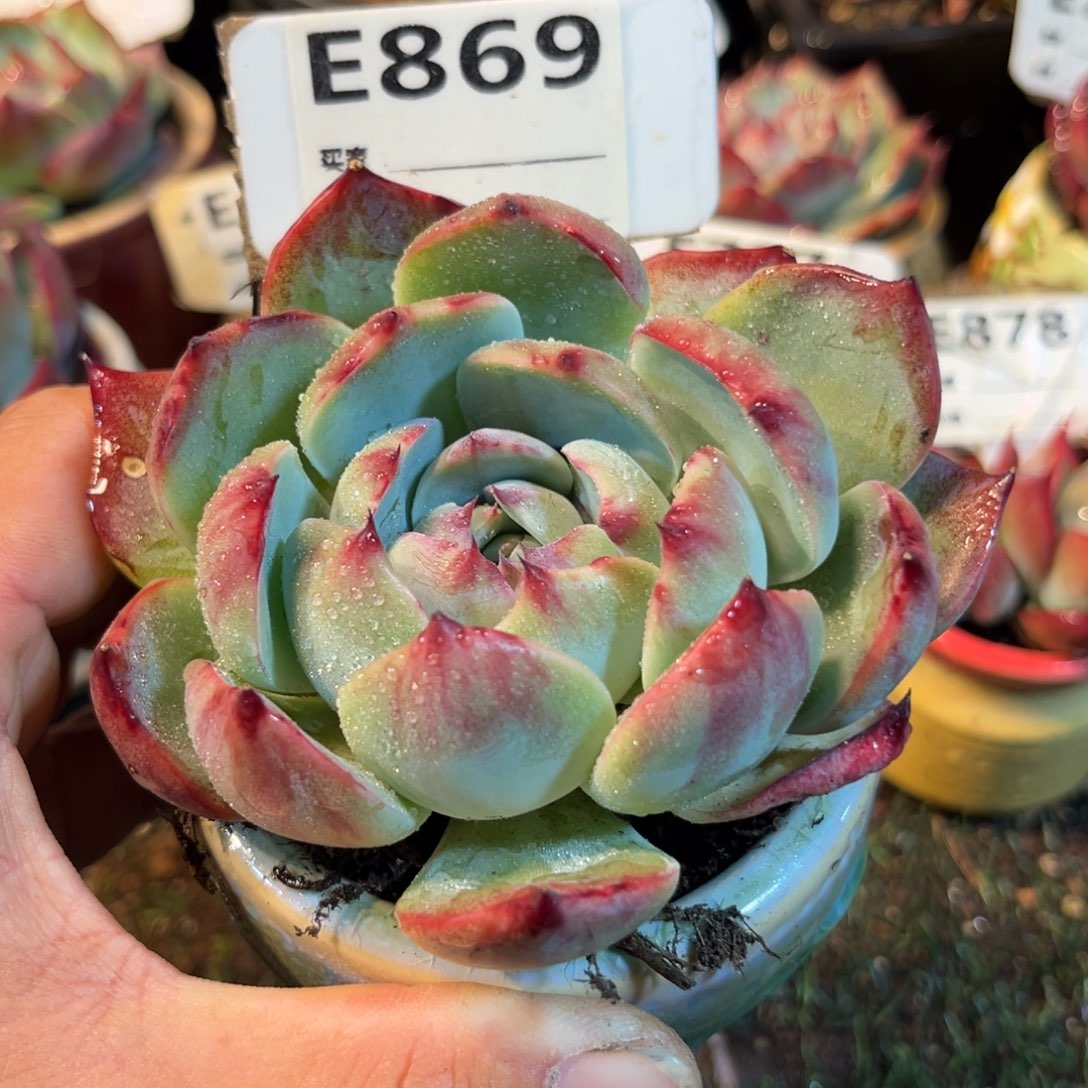 惊鸿一瞥869号多肉