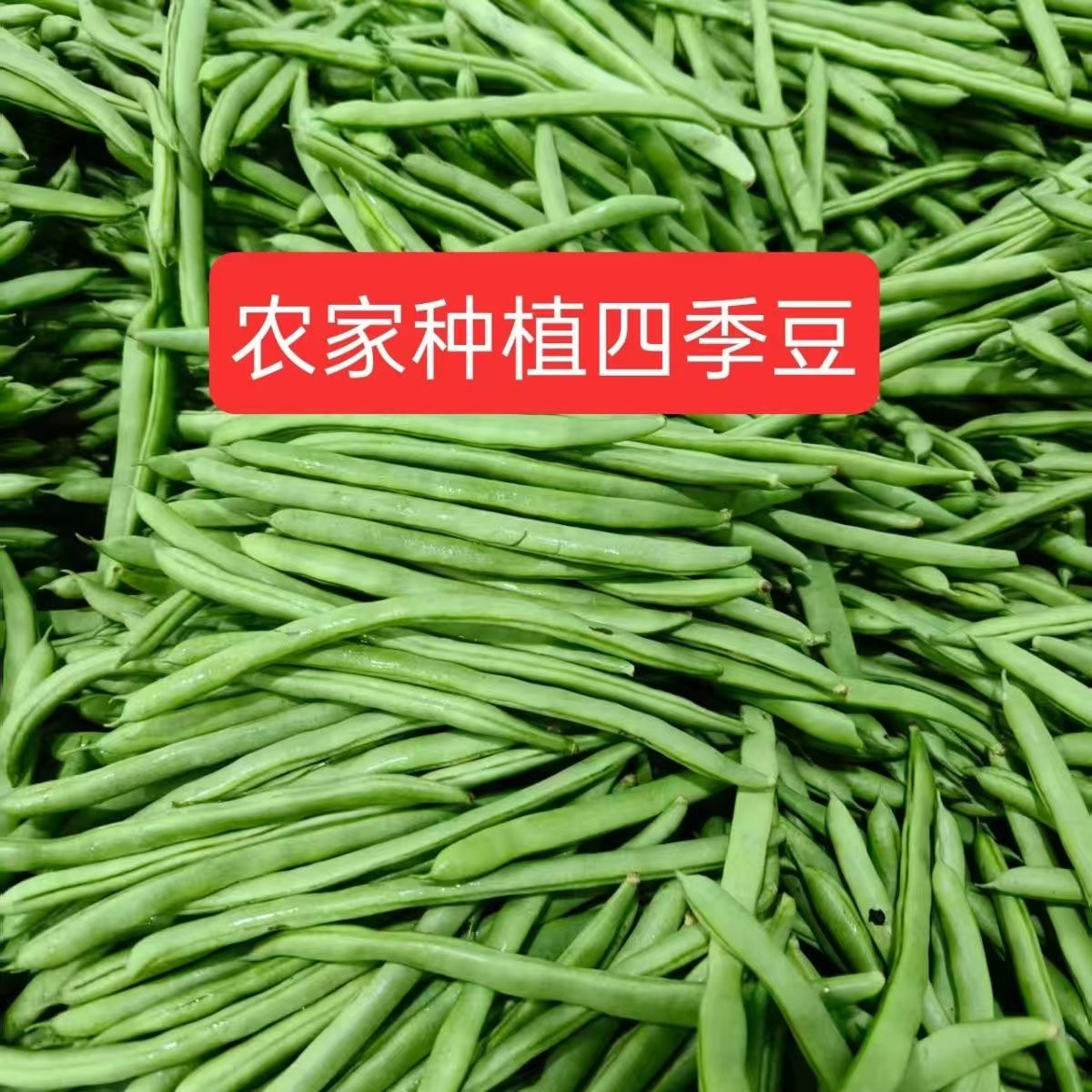 【头茬露天四季豆】新鲜现摘四季豆云南豆角新鲜蔬菜应季露天蔬菜
