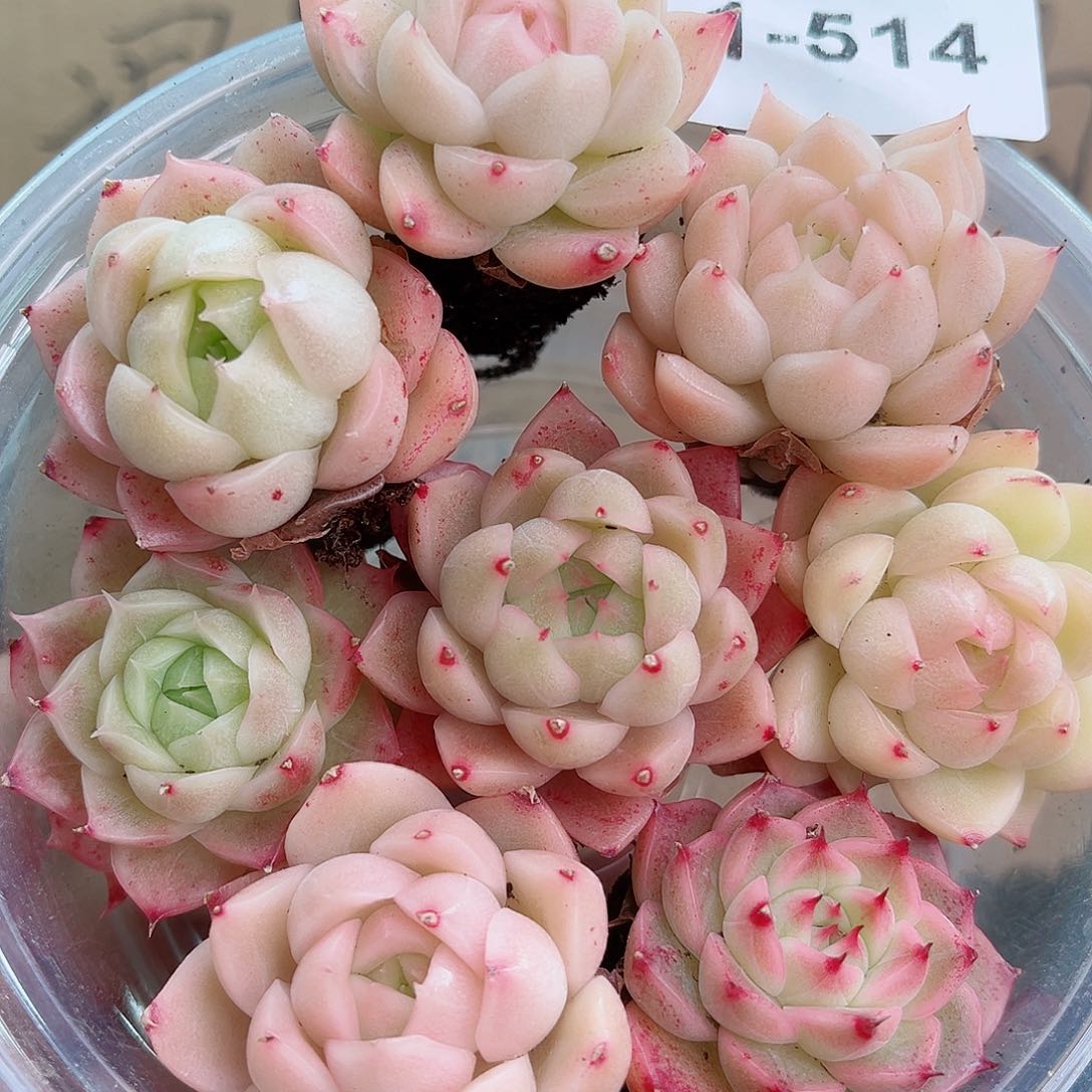 1-514 新疆西藏内蒙不发12.8包邮2-3公分多肉