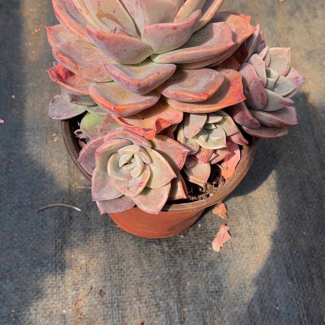 1766旭鹤多肉植物