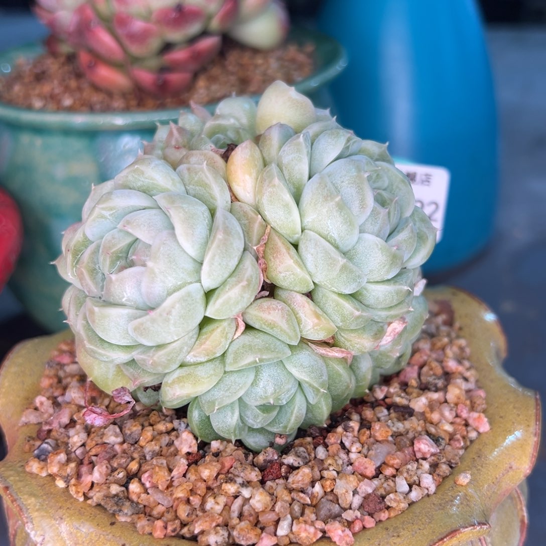 从前慢多肉精选编号0215.392