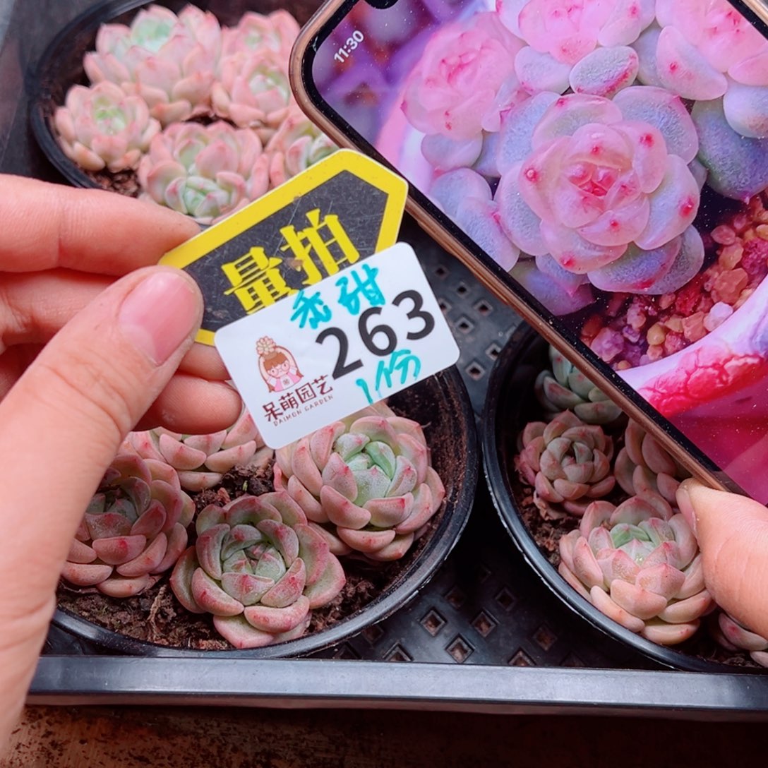 多肉植物多肉植物