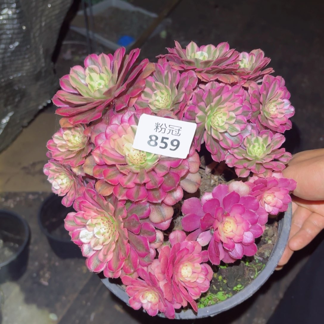 859粉冠园艺粉铜壶