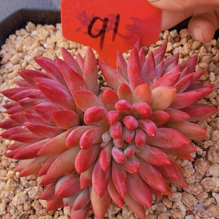 是因为她太善良才