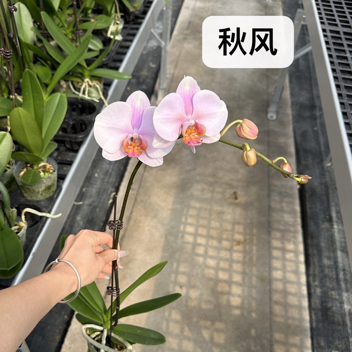 【秋风】2.8寸杯高品盆栽送礼高端花卉