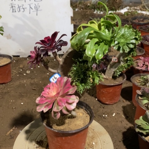 原始绿缀嫁接一物一拍