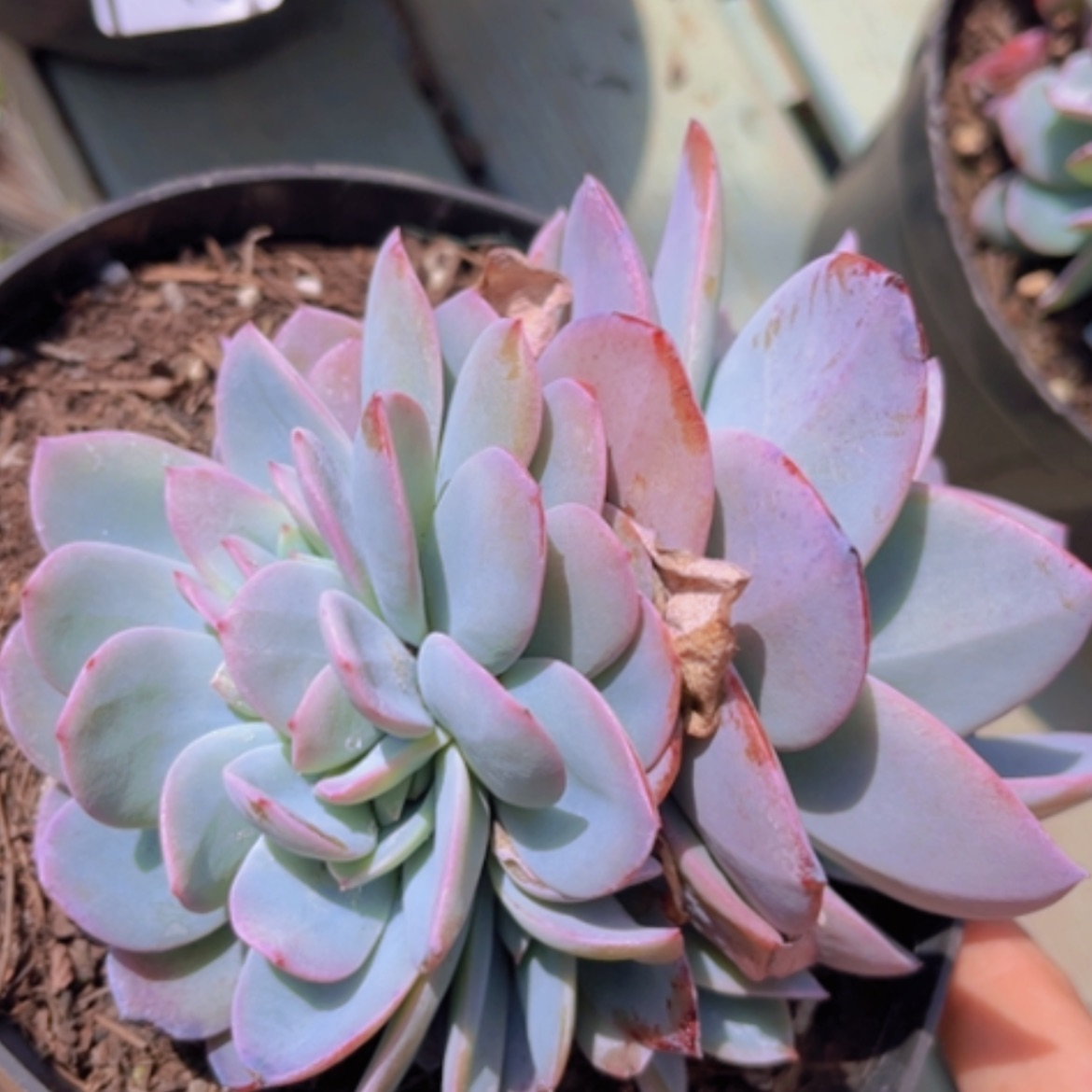 【闪购商品】布鲁蓝缀26107