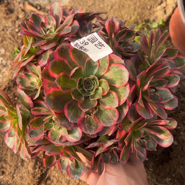 纳福手捧多肉植物339