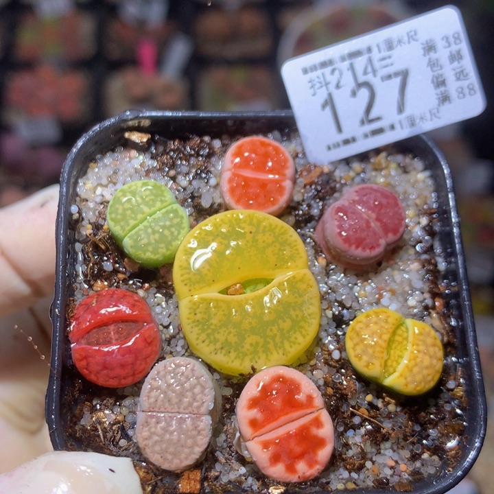 精品生石花214.127