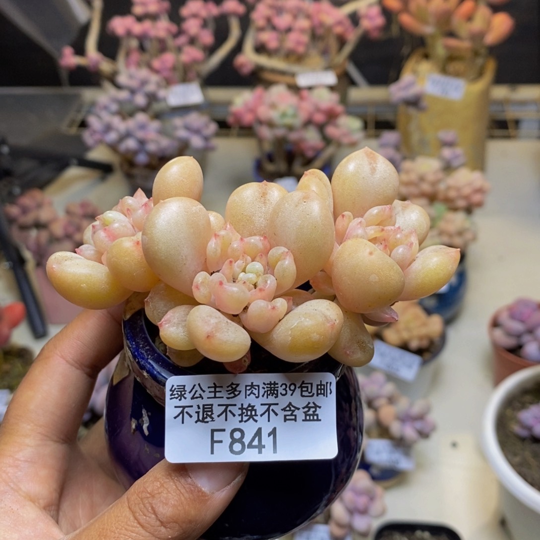 841比尔盖茨多肉7c m