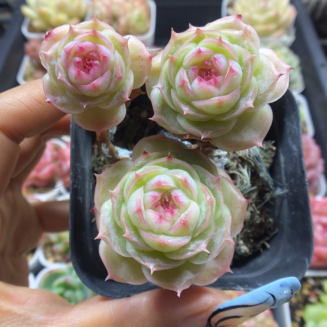 白芷珍妮群生690号