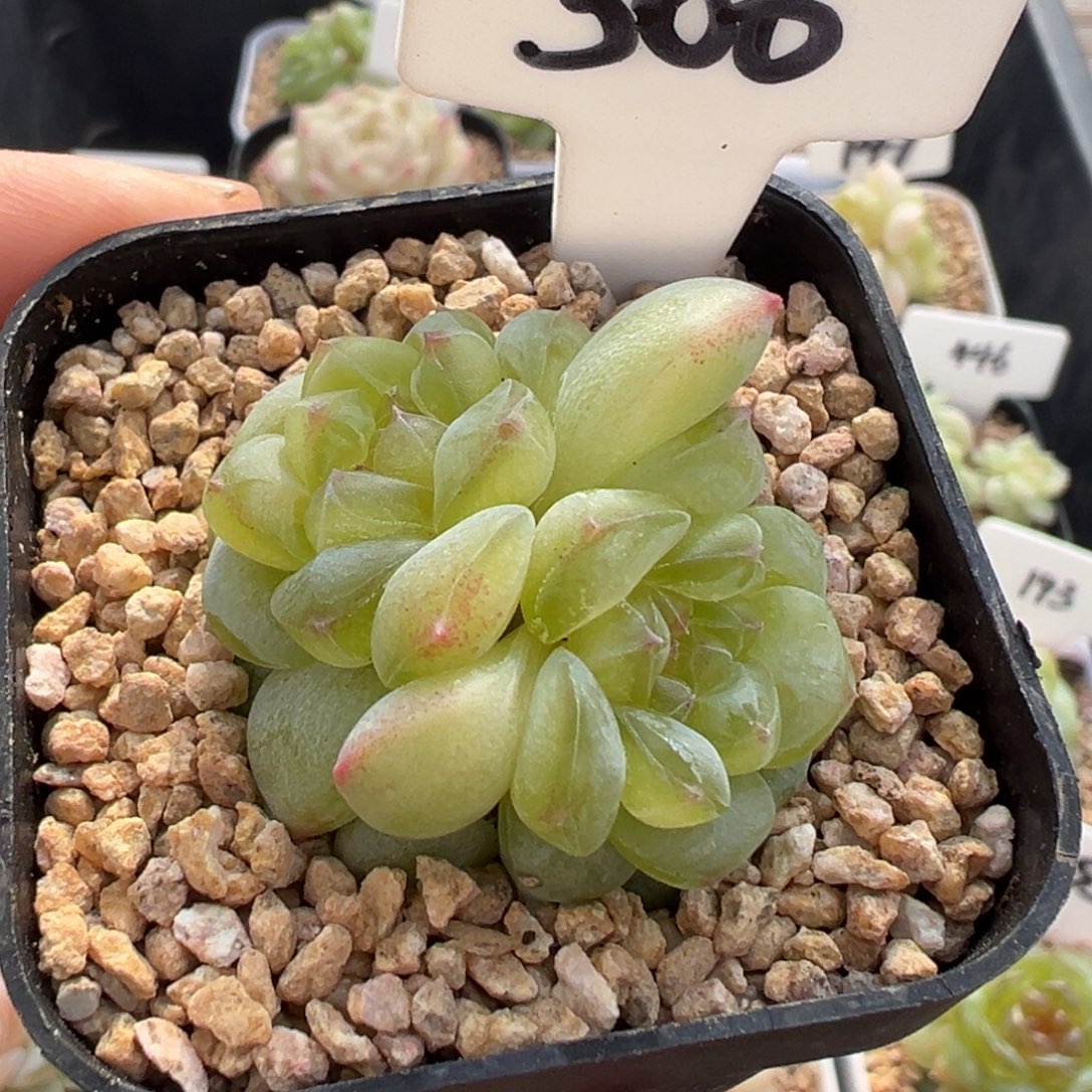 306号相柳 晗雨多肉