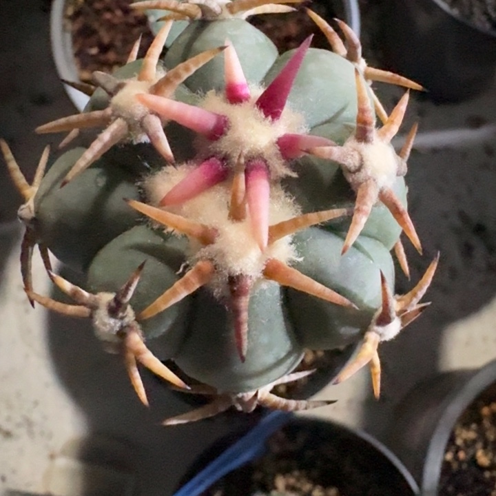 短豪刺平丸苗接仙人球