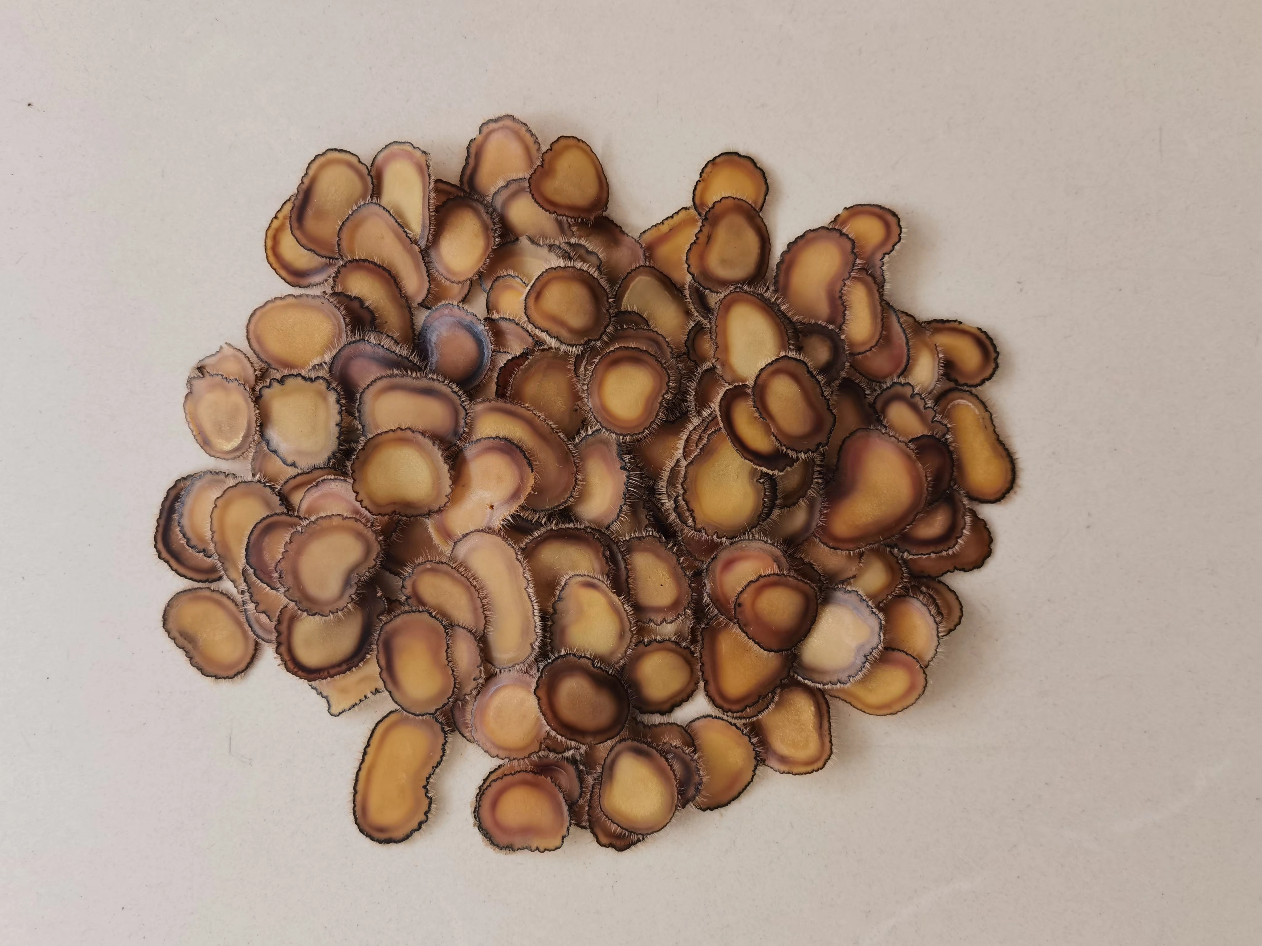 东北鹿茸片蜡片-全腊片-煲汤炖鸡煮水泡酒