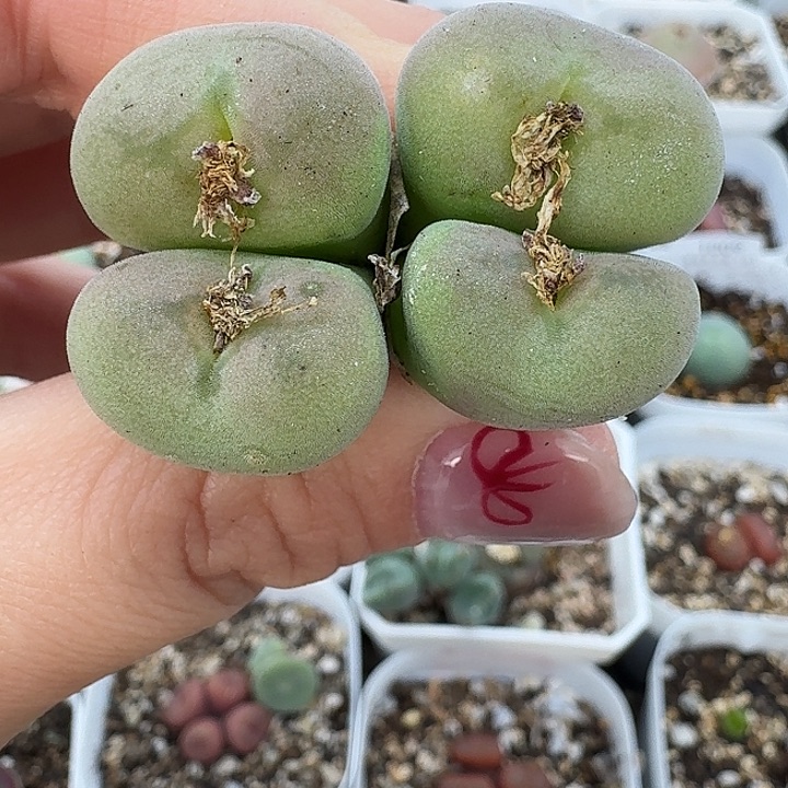 老马生石花空卡佛935