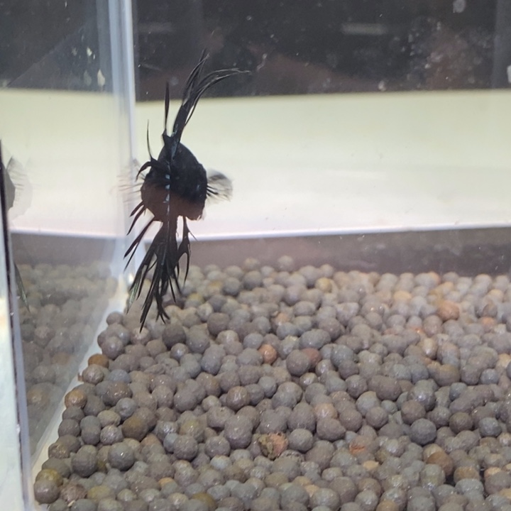 斗鱼泰国斗鱼237号